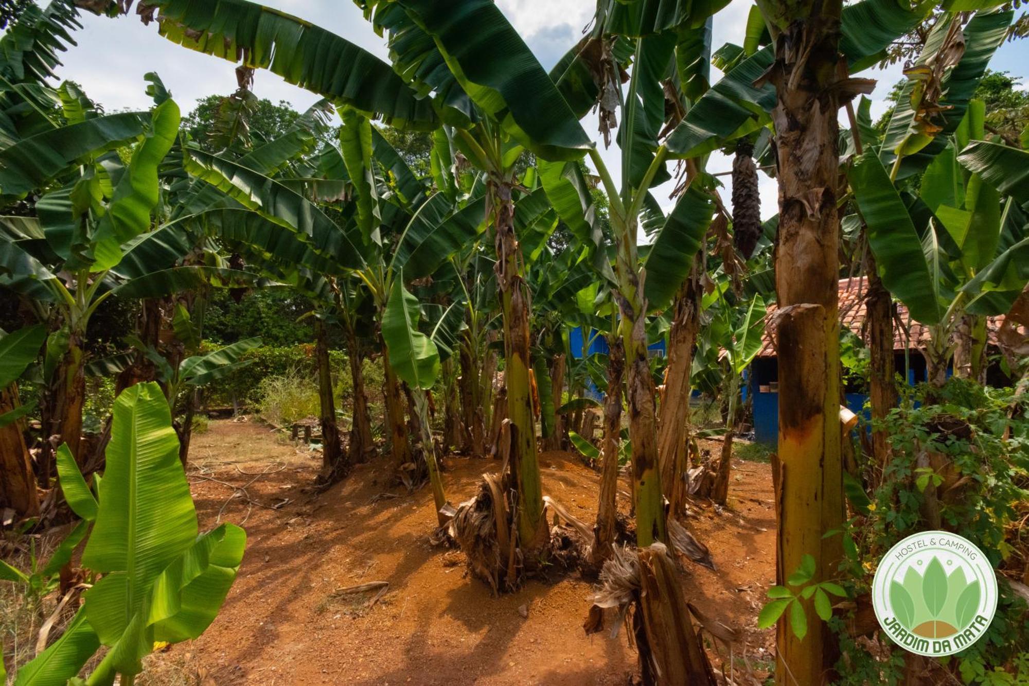 E Jardim Da Mata